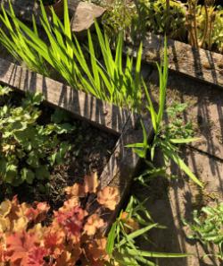 A wild corner of the garden provides respite from final preparations for RHS Chelsea Flower Show