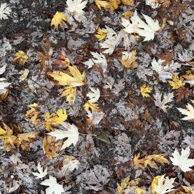 Leaf fall-RHS Wisley